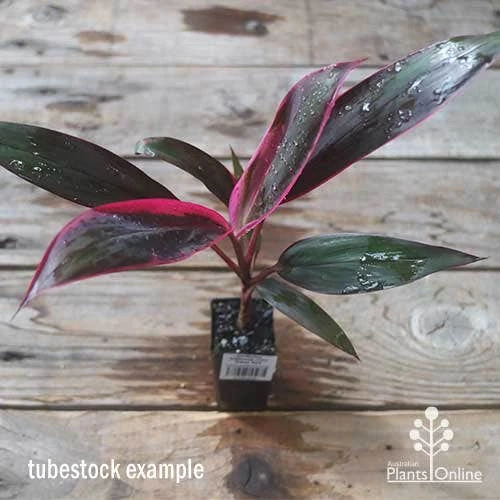 Cordyline Fruticosa John Klass Red - Image 5