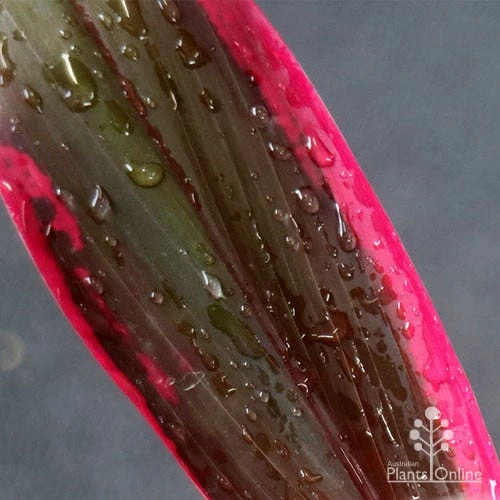 Cordyline Fruticosa John Klass Red - Image 6