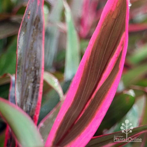 Cordyline Fruticosa John Klass Red - Image 3
