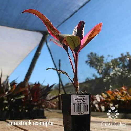 Cordyline Fruticosa John Klass Red - Image 9