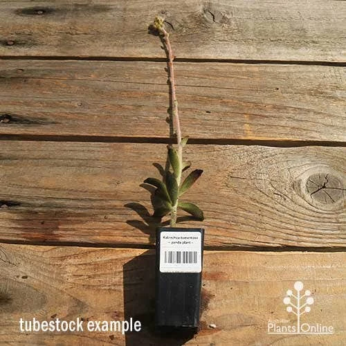 Kalanchoe Tomentosa – Panda Plant - Succulent - Image 3