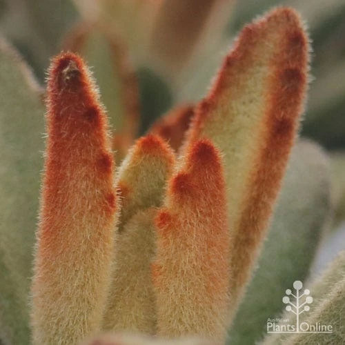 Kalanchoe Tomentosa – Panda Plant - Succulent - Image 8