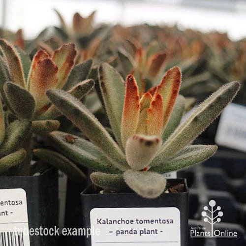 Kalanchoe Tomentosa – Panda Plant - Succulent - Image 4