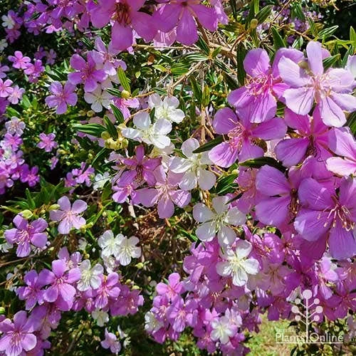 Tibouchina Illusion - Image 5