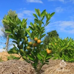 Citrus Japonica - Kumquat