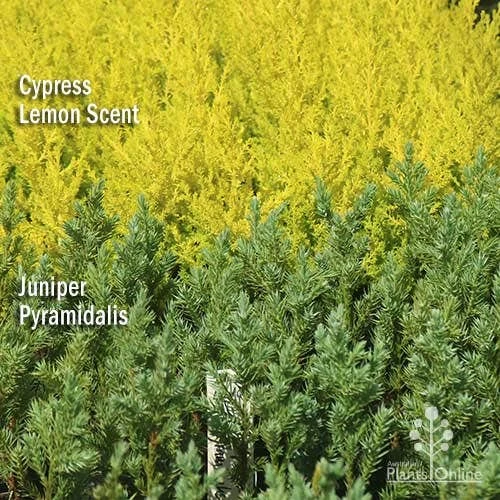 Cupressus Lemon Scent - Lemon Cypress - Image 7