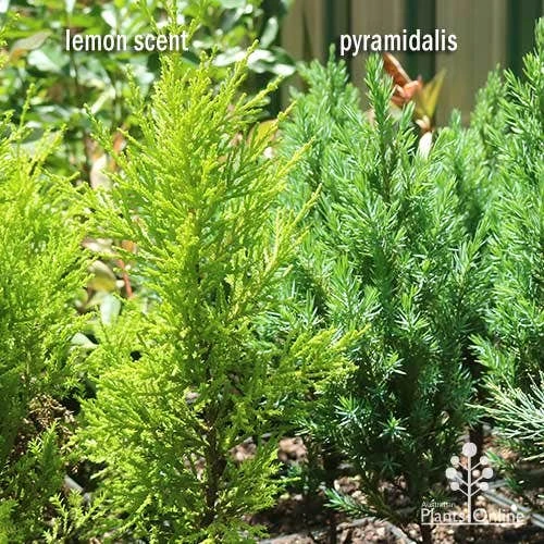 Cupressus Lemon Scent - Lemon Cypress - Image 8