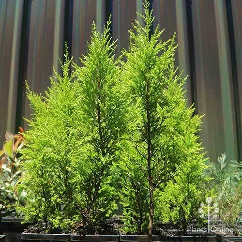 Cupressus Lemon Scent - Lemon Cypress - Image 5