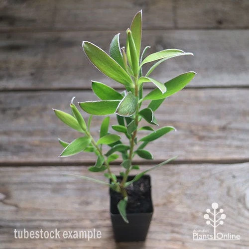 Leucadendron Gold Strike - Image 3