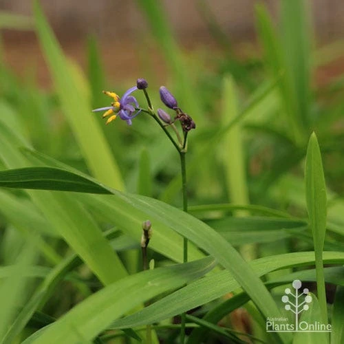 Dianella Little Jess - Image 8