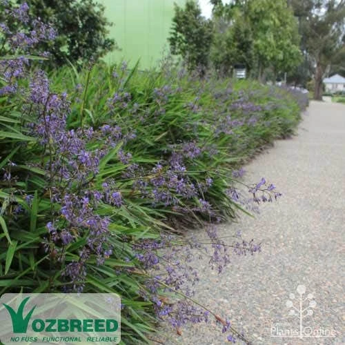 Dianella Little Jess - Image 2