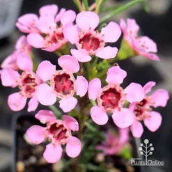 Chamelaucium Local Hero - Waxflower