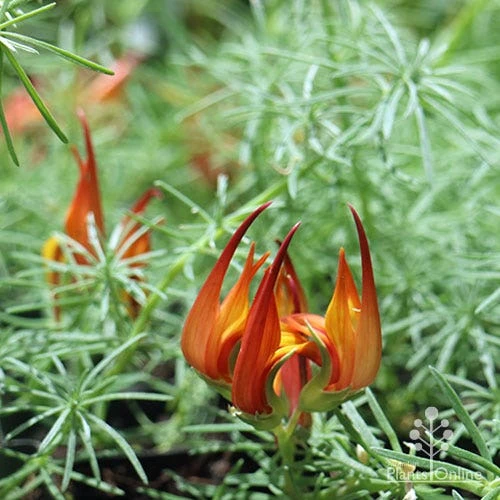 Lotus Red Flash - Parrot's Beak - Image 8