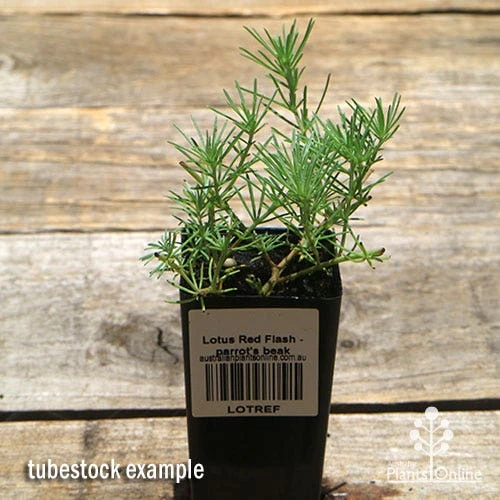 Lotus Red Flash - Parrot's Beak - Image 3