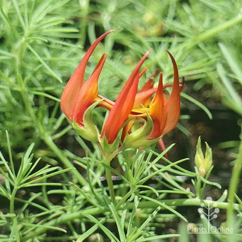 Lotus Red Flash - Parrot's Beak - Image 6