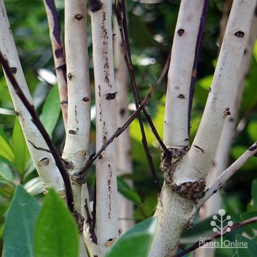 Tristaniopsis Luscious - Water Gum - Image 17