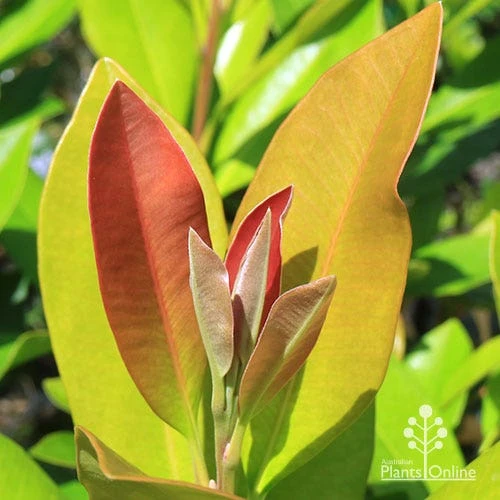 Tristaniopsis Luscious - Water Gum - Image 2