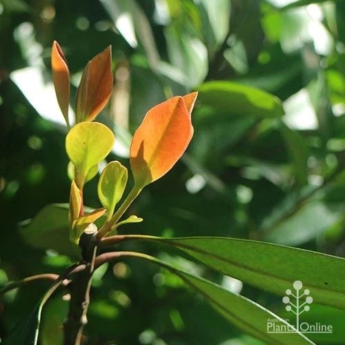 Tristaniopsis Luscious - Water Gum - Image 4