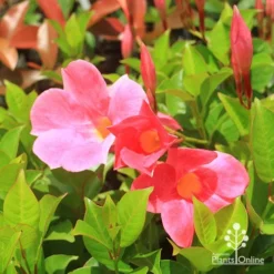 Mandevilla All Season Pink
