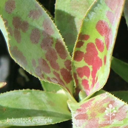 Mangave Mission To Mars - Succulent - Image 4