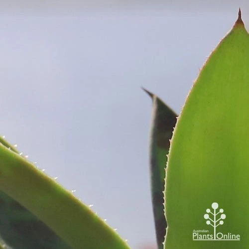 Mangave Mission To Mars - Succulent - Image 7