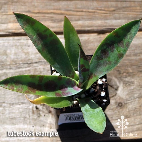 Mangave Mission To Mars - Succulent - Image 3