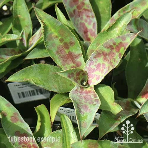 Mangave Mission To Mars - Succulent - Image 5