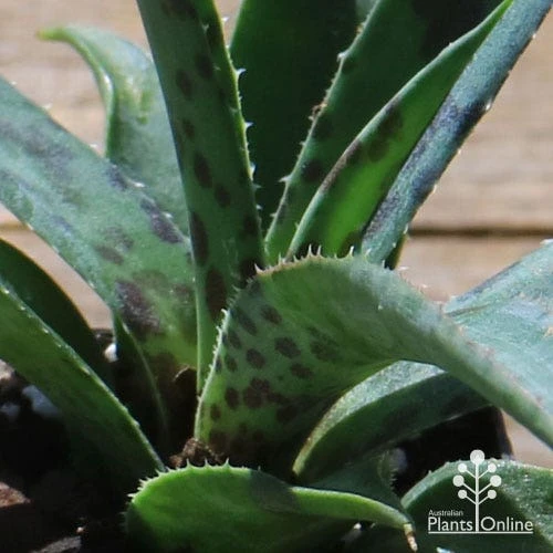 Mangave Pineapple Express - Succulent - Image 5