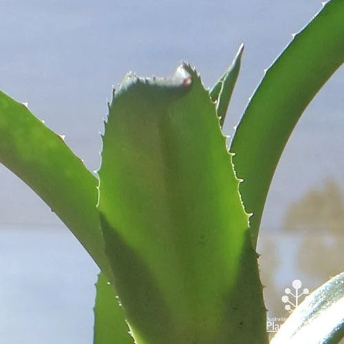 Mangave Red Wing - Succulent - Image 6