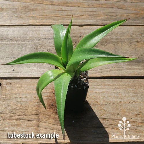 Mangave Red Wing - Succulent - Image 5