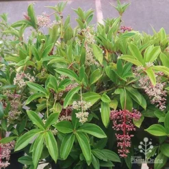 Medinilla - Malaysian Orchid