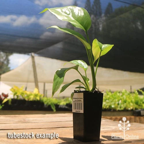 Philodendron Minima - Mini Monstera - Image 4