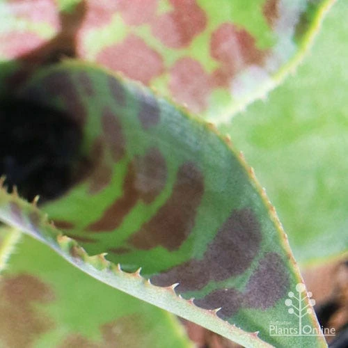 Mangave Mission To Mars - Succulent - Image 6