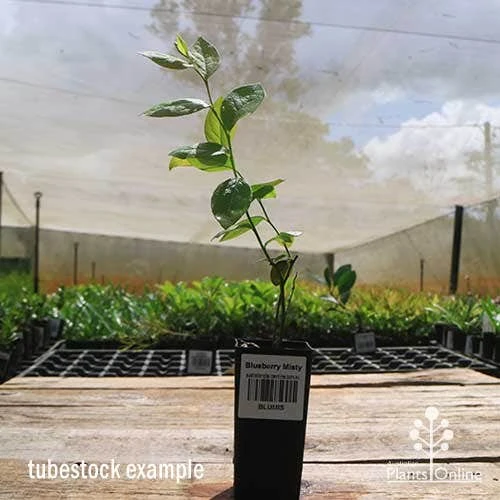 Blueberry Misty - Image 10