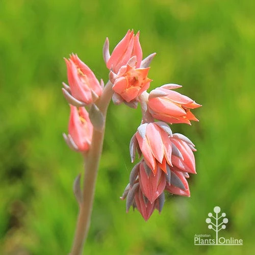 Echeveria Morning Beauty - Succulent - Image 5