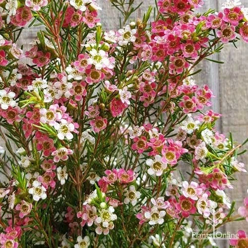 Chamelaucium MY SWEET 16™ - Waxflower - Image 4