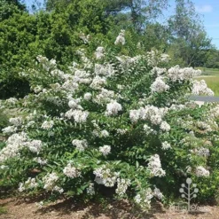 Crepe Myrtle - Lagerstroemia Natchez