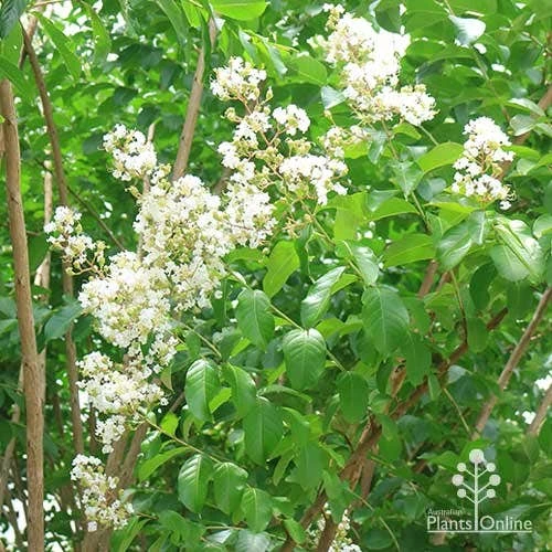 Crepe Myrtle - Lagerstroemia Natchez - Image 15