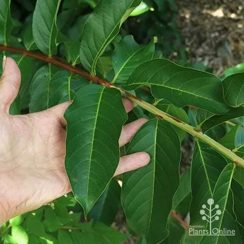 Crepe Myrtle - Lagerstroemia Natchez - Image 16