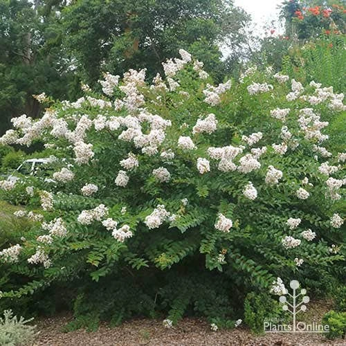 Crepe Myrtle - Lagerstroemia Natchez - Image 14