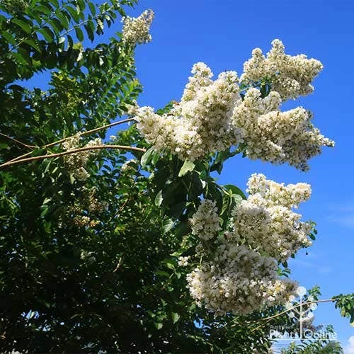 Crepe Myrtle - Lagerstroemia Natchez - Image 18