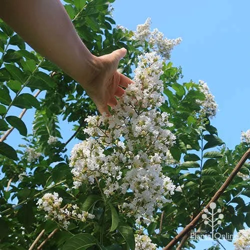 Crepe Myrtle - Lagerstroemia Natchez - Image 20