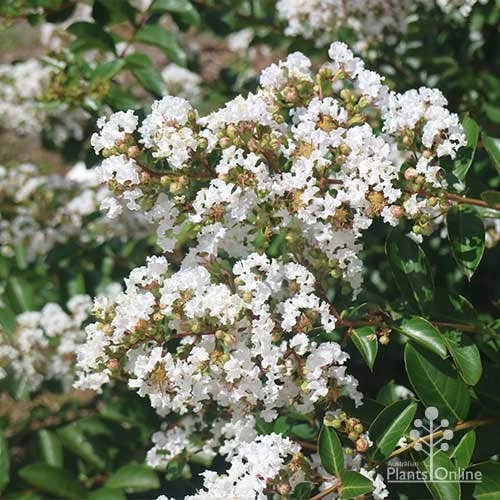 Crepe Myrtle - Lagerstroemia Natchez - Image 19