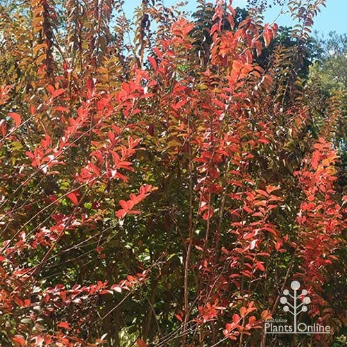 Crepe Myrtle - Lagerstroemia Natchez - Image 11