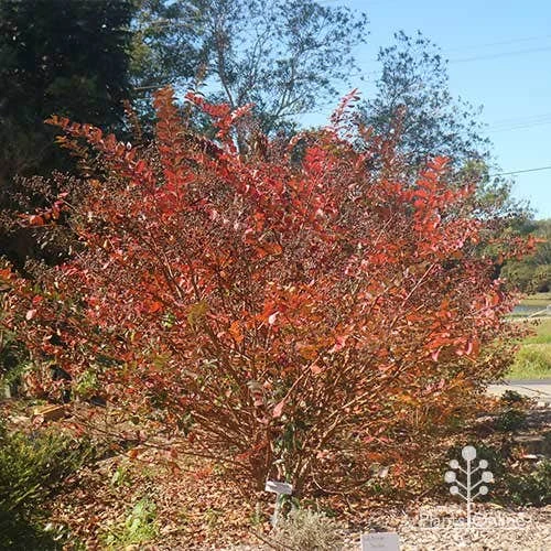 Crepe Myrtle - Lagerstroemia Natchez - Image 17