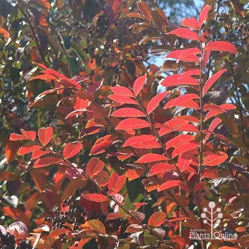 Crepe Myrtle - Lagerstroemia Natchez - Image 5