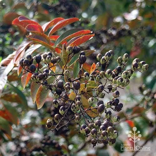 Crepe Myrtle - Lagerstroemia Natchez - Image 12