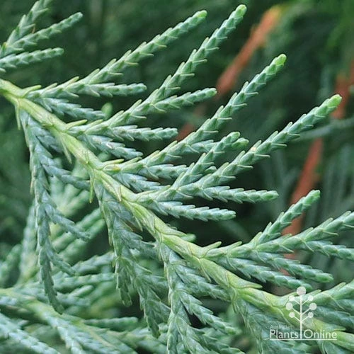 Cupressocyparis Naylors Blue - Leyland Cypress - Image 2