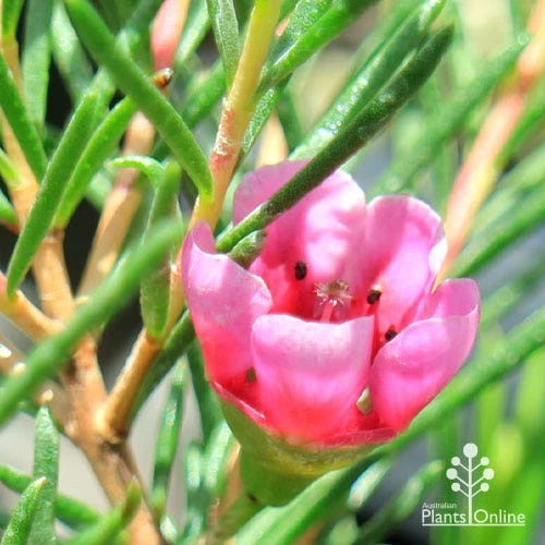 Chamelaucium Nina's Delight - Waxflower - Image 8