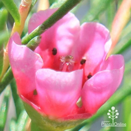 Chamelaucium Nina's Delight - Waxflower - Image 5